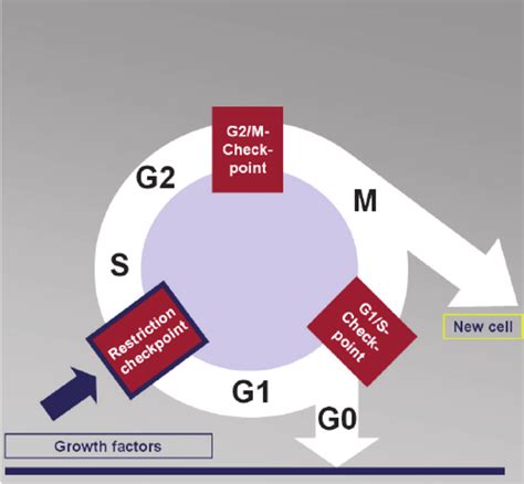 Cell Cycle Checkpoints 的图像结果