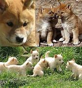 Image result for Cute Baby Dingoes
