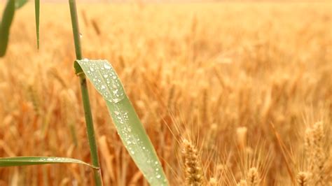 农户哭诉下雨发芽600亩小麦面临颗粒无收，再一次唤醒我们爱惜粮食