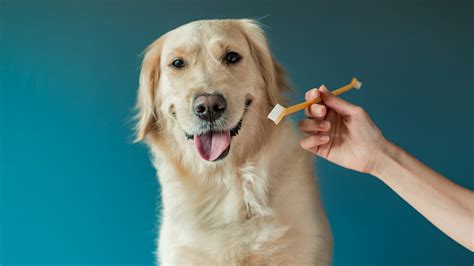How To Brush Dog Teeth When Your Pet Refuses | RexiPets