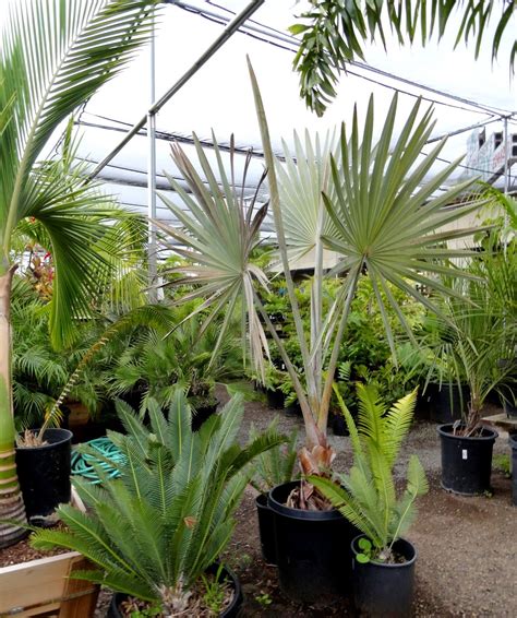 A visit to Walter Andersen Nursery in San Diego | Big plants, Nursery ...