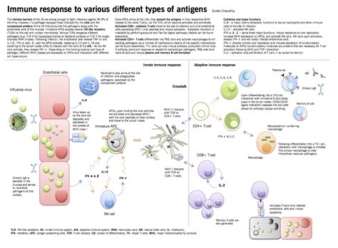 Immune System Overview Brief Revision Guide To Immune System And