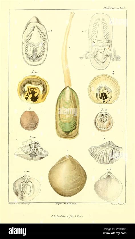 Image result for Lingula Shell