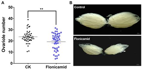 Involvement of Inwardly Rectifying Potassium (Kir) Channels in the ...
