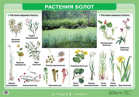 Растения болота картинки и названия