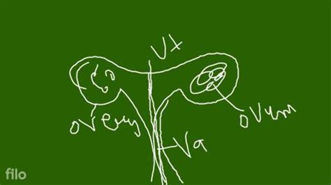 Image result for Why Do Humans Reproduce