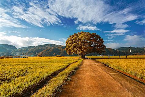 South Korea Facts for Kids | World Geography Guide - Twinkl Homework Help
