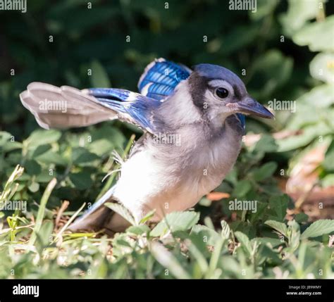 Blue jay flying hi-res stock photography and images - Alamy