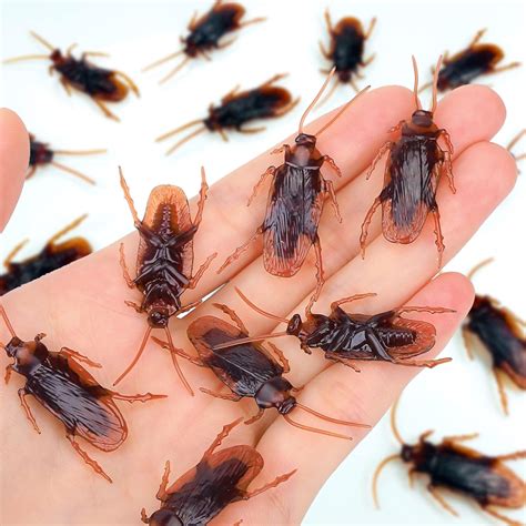 Wirrabilla Premium Fake Cockroaches, Pretty India | Ubuy