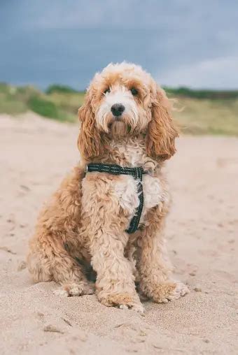 Image result for Cockapoo 1 Year Old