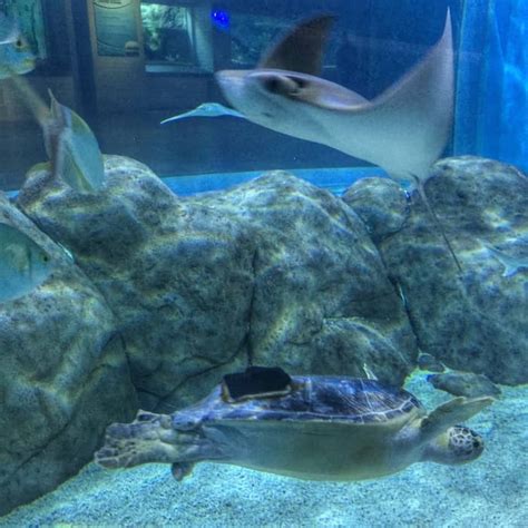 Image result for Toledo Zoo Python