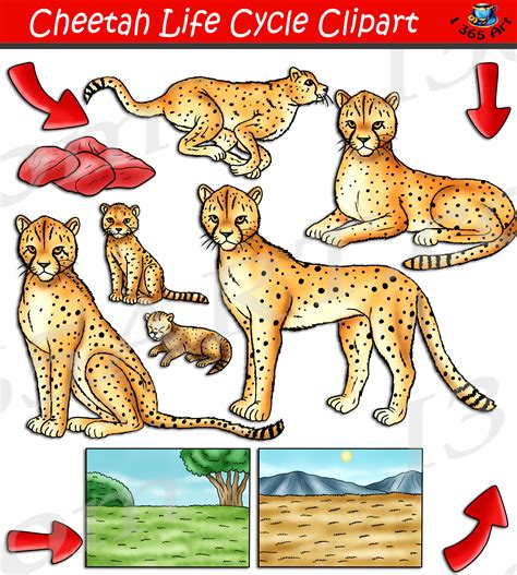 Cheetah Life Cycle