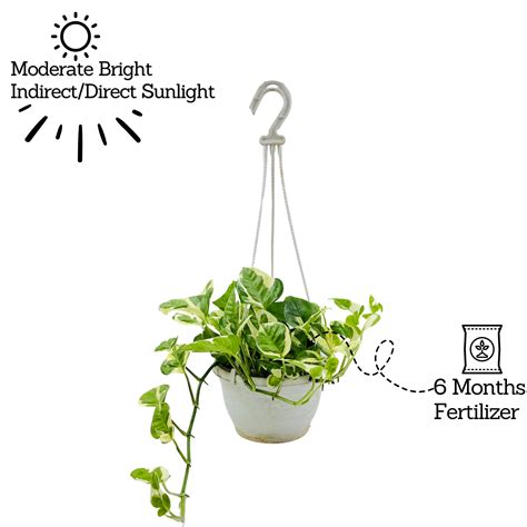 Money plant Scindapsus N' joy Pothos Hanging With Pot – Hug A Plant