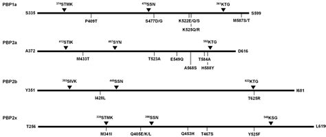 Relationship between Penicillin-Binding Proteins Alterations and β ...