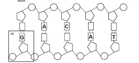 Biology - DNA Diagram | Quizlet