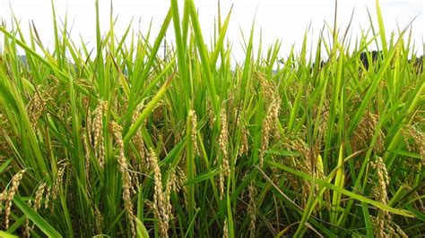 Kurnool Sonamasuri Rice - Top Grocery Shops & General Stores in ...