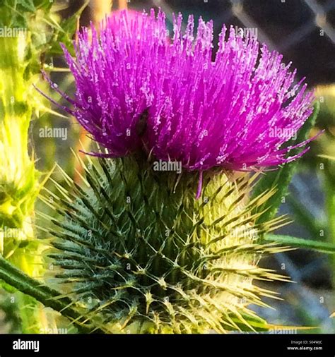 What Is The Significance Of The Scottish Thistle at Owen Griver blog