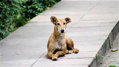 Stray dog saves woman from roadside robbery – Watch video | Environment ...
