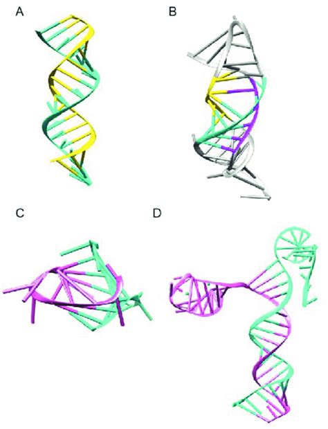 RNA Chain 的图像结果