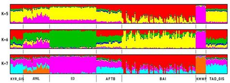 SNP Genotyping Characterizes the Genome Composition of the New Baisary ...