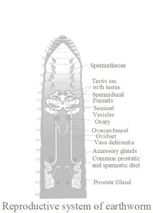 NCERT Solutions for Class 11 Biology chapter 7 Structural Organization ...
