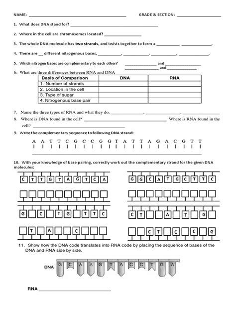 DNA Learning Worksheet 的图像结果