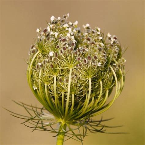 Wild Vegetables, Page 4