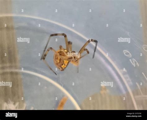 Western Black Widow (Latrodectus hesperus Stock Photo - Alamy