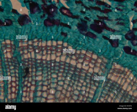 Beauty of Biology under microscopy Stock Photo - Alamy