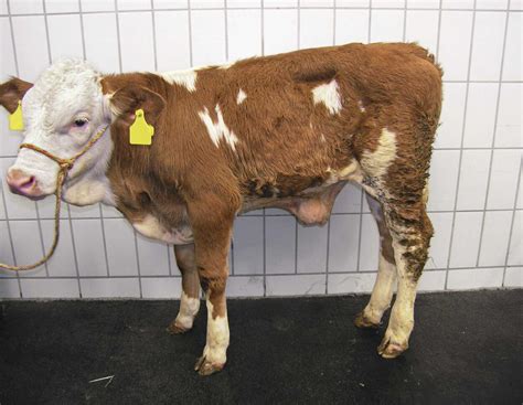 Nabelentzündung beim Kalb: So beugen Landwirte effektiv vor ...