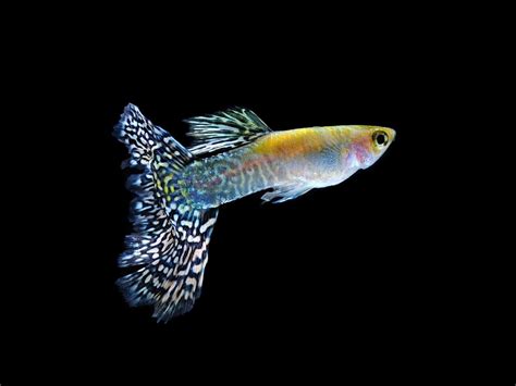 Exploring The Natural Habitat Of Guppies In Central America And The Caribbean