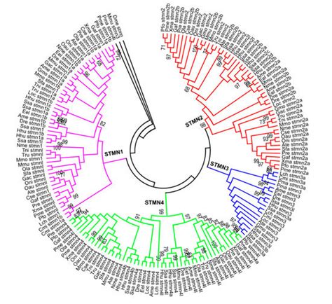 Molecular Evolution and Characterization of Fish Stathmin Genes