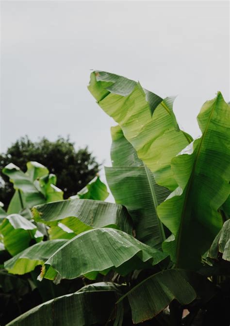 Banana tree at Mayflor Farm, Georgia - captured by LC Morrissette