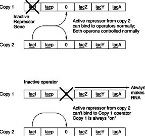 Image result for ATH Operon Positive Control