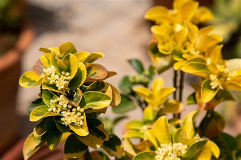 Euonymus Plant