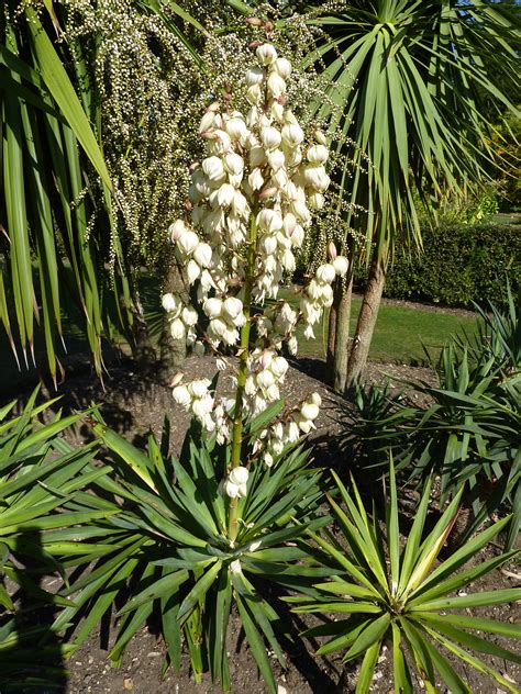 Yucca Aloifolia Care