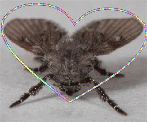 Image result for Pixel Animation GIF Moth