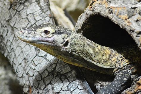 Image result for Computer Monitor Lizard