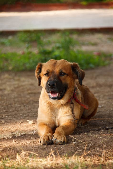 Dog Digestive System 的图像结果
