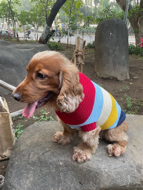 Multi Coloured Striped Woollen Sweater for Pet