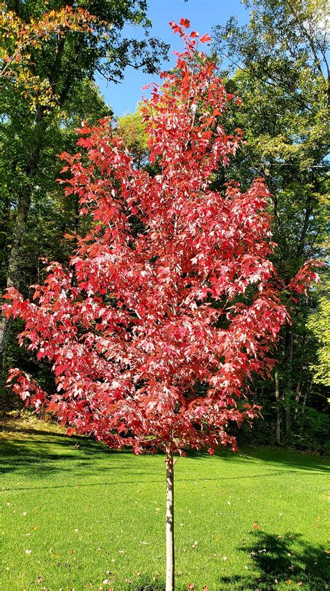 Planting Tips For Autumn Blaze Maple at Carlos Malbrough blog