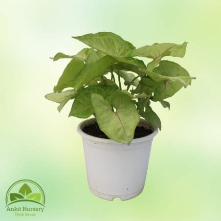 Syngonium Golden Plant|₹198.00|Ankit Nursery