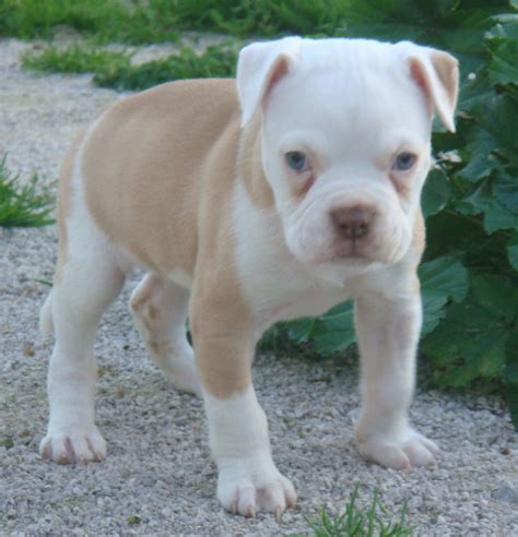 Brown And White American Bulldog