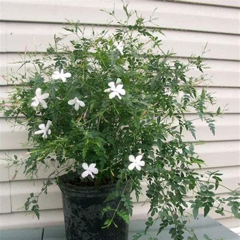 Buy Jai - Plant online from Nurserylive at lowest price.