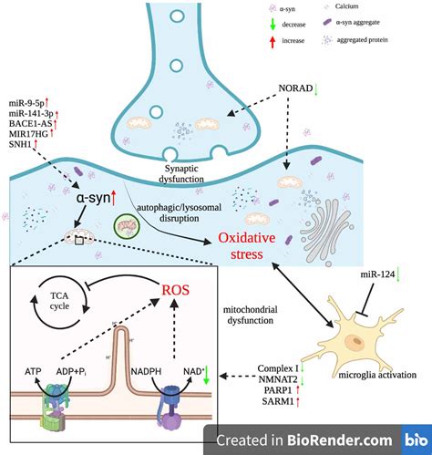 Frontiers | Crosstalk between regulatory non-coding RNAs and oxidative stress in Parkinson’s disease - mechanism of parkinson's disease