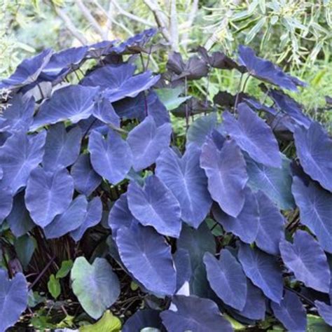 Indoor Plants – Bloomica