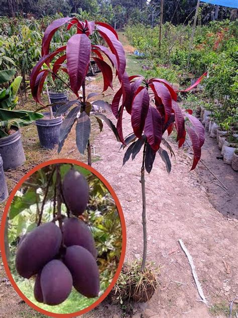 ONLINE PLANT BAZAR KASTURI BLACK MANGO GRAFTED LIVE PLANT-KB1 : Amazon ...