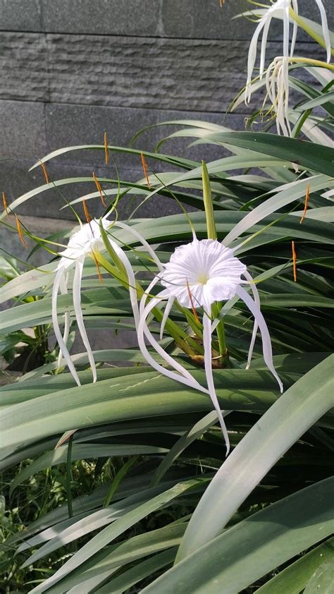 Spider Lily