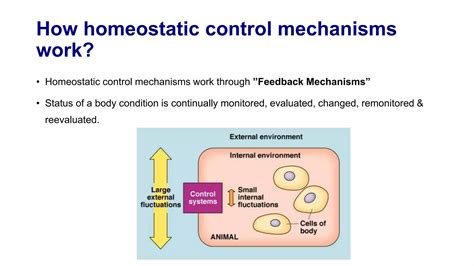 Homeostasis Control System 的图像结果