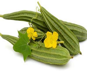 SREE Ridge Guard Seed,jinge seeds 100% pure Original Ridge Guard Hybird ...